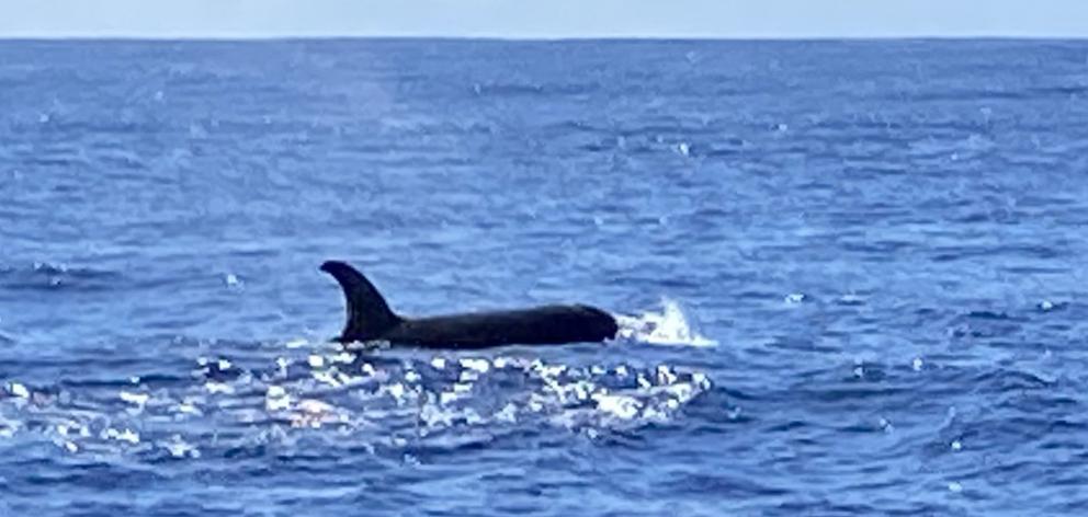Orca seen about 30km off Cape Saunders, Otago Peninsula, yesterday. PHOTO: COLIN GOLDTHORPE

