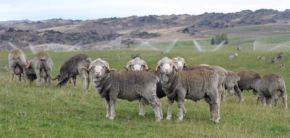 Nz Merino Setting Up For 10m Boost Otago Daily Times Online News