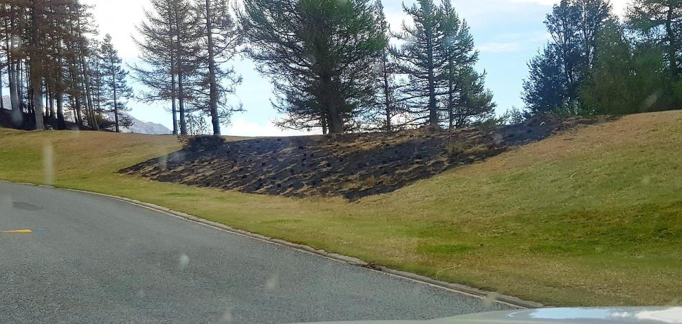 Patches of grass scorched in the Lake Ohau fire three weeks ago (above) and rejuvenating, in the...