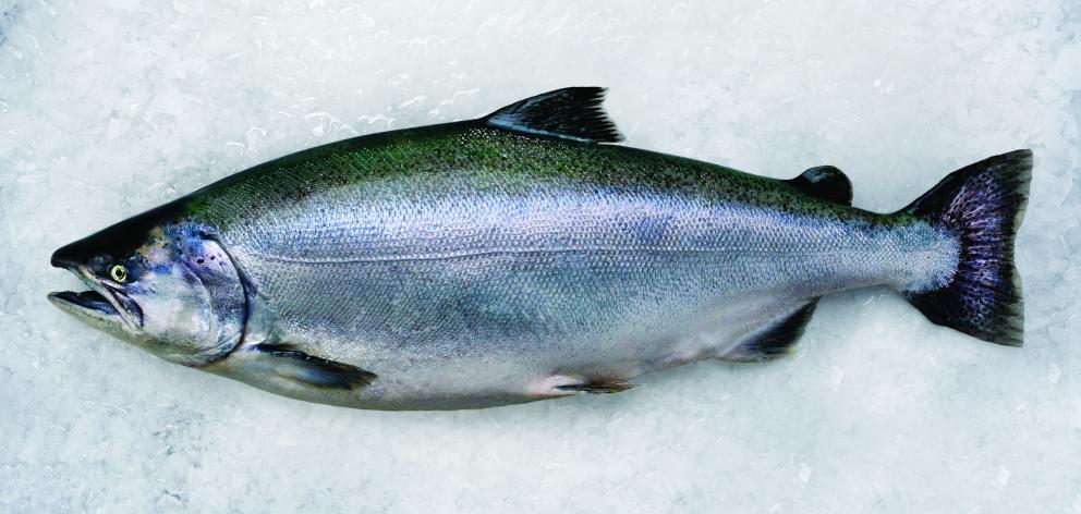 A harvested salmon. 