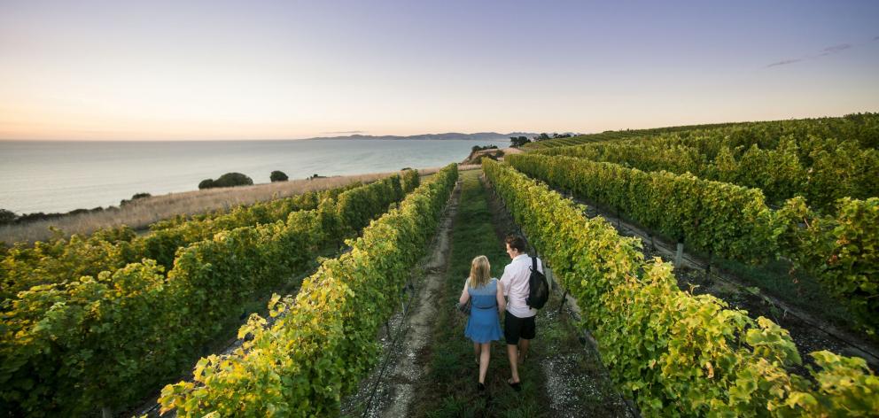 Wandering among the vines in Blenheim. PHOTO: DESTINATION MARLBOROUGH