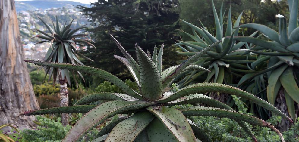 The tough plants in the Southern African garden (left) do not need to be watered, nor do those in...