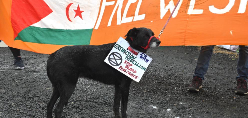  A dog wears a sign saying ‘‘stop blood phosphate’’ during a protest at Ballance Agri-Nutrients,...