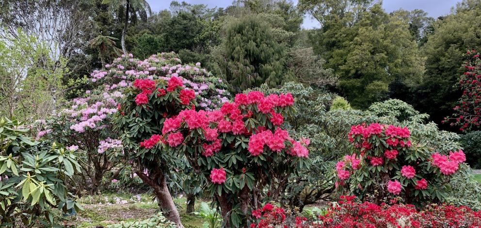 Pukeiti garden is home to more than a thousand different species of 
rhododendron.