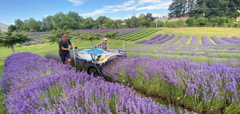 The 12ha Wanaka Lavender Farm is run as a commercial lavender farm, but is still very much a...