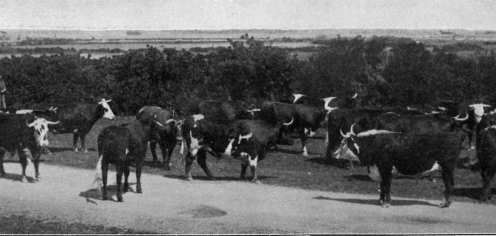 A fine line of Southland prime fat bullocks sold by Mr Robert Russell, of Waikiwi, at a recent...