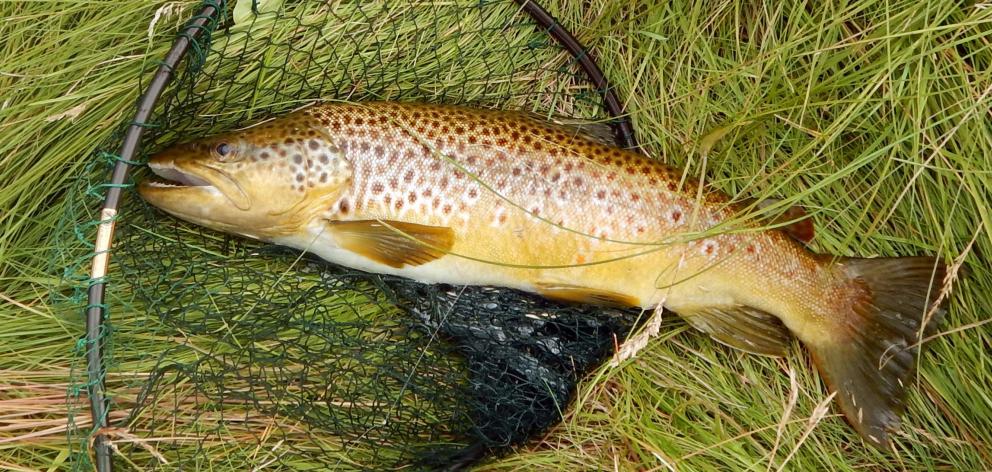 A 2kg brown trout caught on a water boatman in Mathias Dam in the Maniototo. PHOTO: MIKE WEDDELL