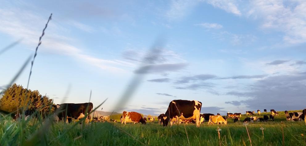 Cows graze on the Eade family farm at Kelso. PHOTOS: SUPPLIED

