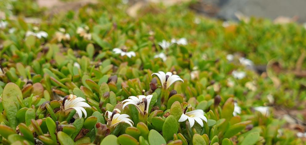 Selliera radicans, otherwise known as bonking grass, near Macandrew Bay.