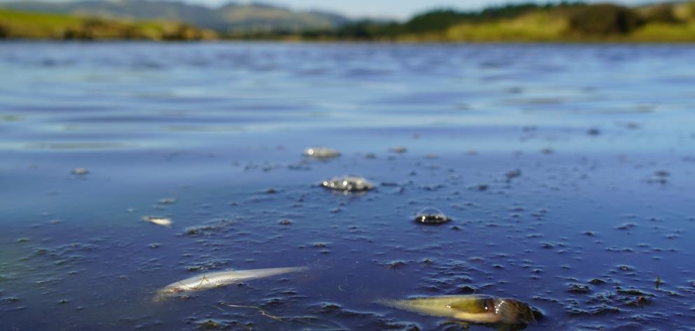 Hundreds of fish including several native species were found dead in the Kaikorai Stream and...