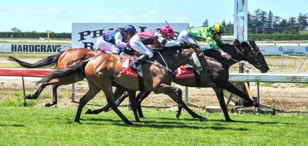 Gallant Boy gets up to win the Timaru Cup late last year, at Phar Lap Raceway in Timaru. PHOTO:...