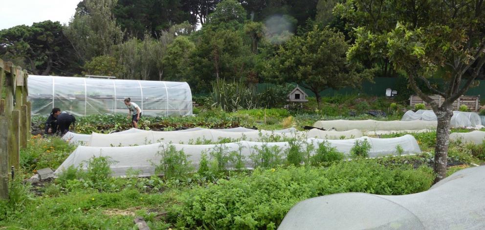 Kaicycle, a productive urban farm in Wellington.PHOTOS: CHARMIAN SMITH

