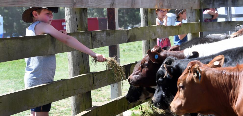 Lincoln Matchett (10), of Outram, feeds hay to calves at the rodeo on Saturday.
