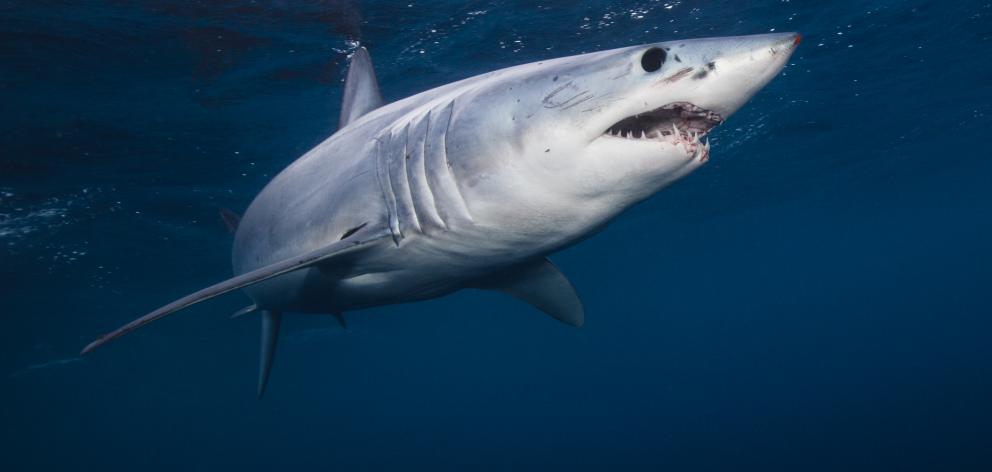 A mako shark jumped out of the water and landed in Kane O'Reilly's boat yesterday. Photo: Getty stock image