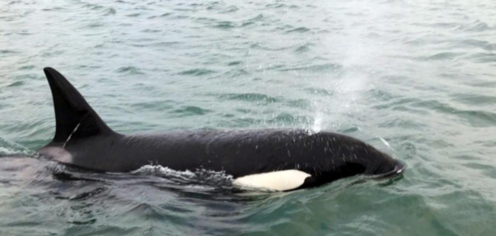 An orca pops up near Rachel McGregor’s Port to Port ferry in Otago Harbour on Saturday morning....