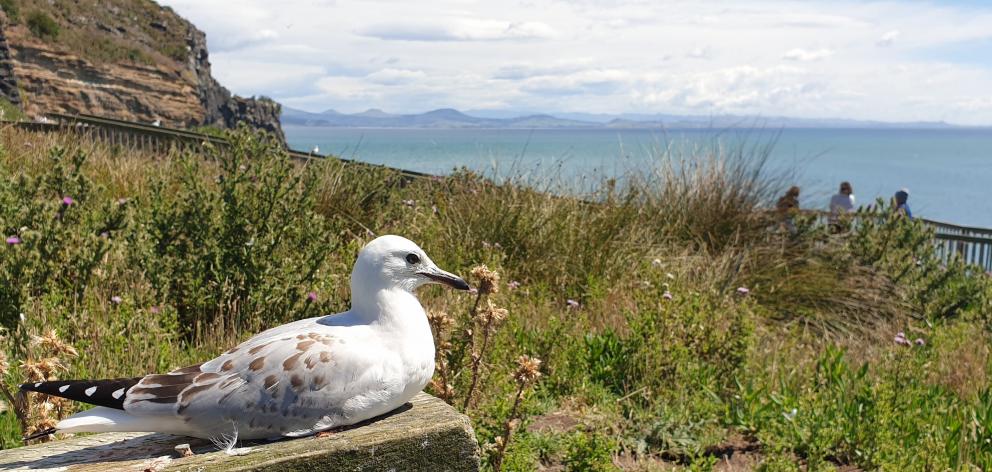 A juvenile red-billed seagull rests near the clifftop walk.