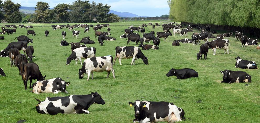 Cows graze on the Taieri Plain, south of Dunedin, this week. PHOTO: STEPHEN JAQUIERY