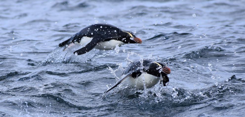 Erect-crested penguins porpoise through the waves