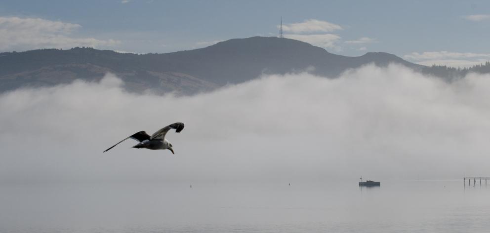 A lone seagull has better luck than pilots at navigating through the thick fog which affected...