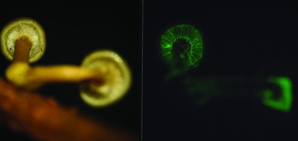 Armillaria novae-zelandiae during day (left) and at night (right). PHOTOS: DAVID HERA