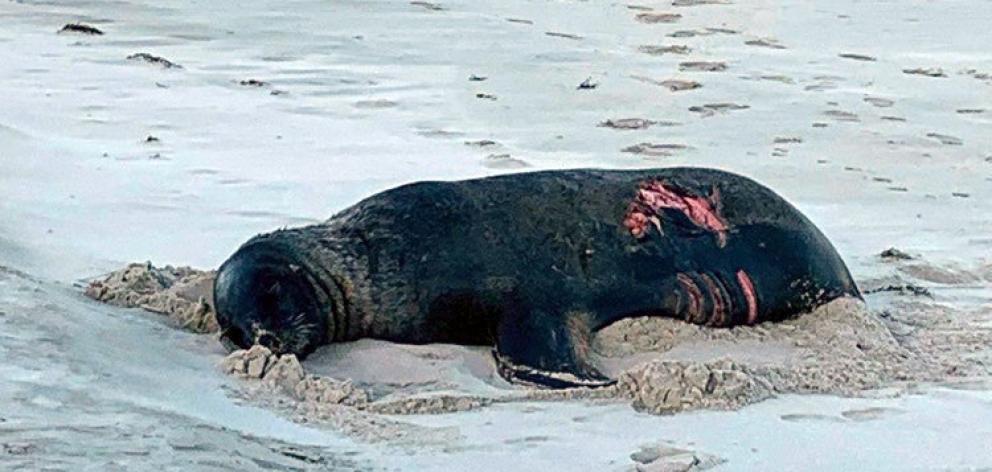 A sea lion bitten by what is believed to have been a great white shark rests on Allans Beach on...