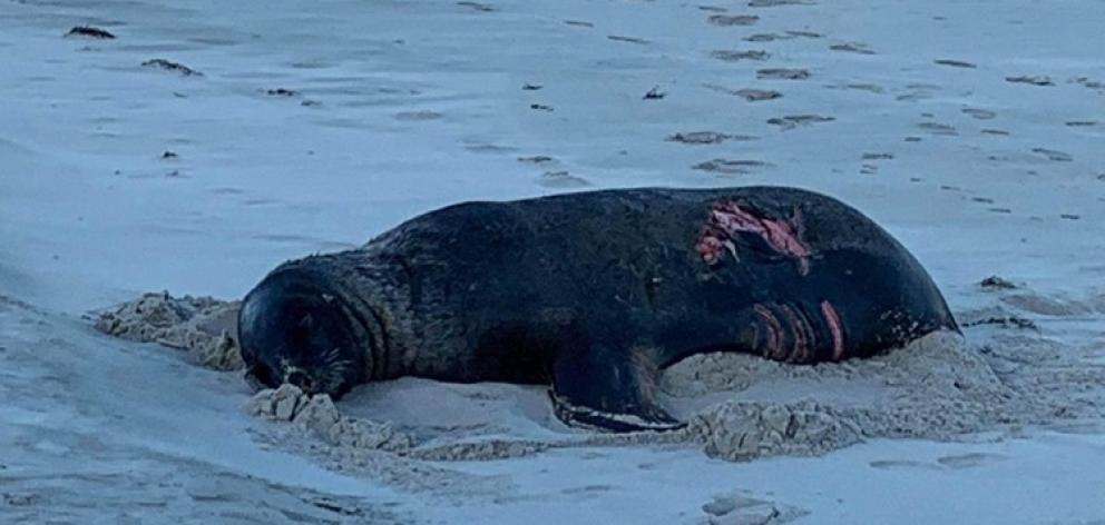 Doc is appealing for sightings of the injured adult sea lion after it was attacked by a great...
