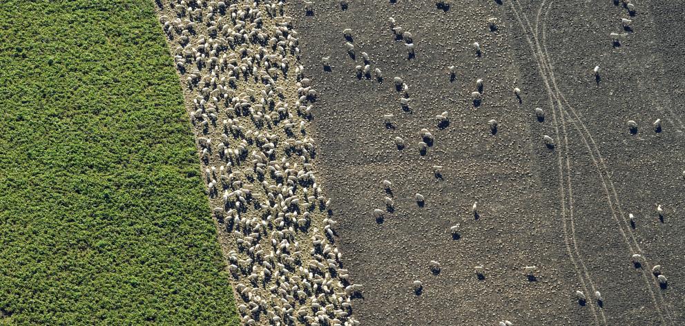 The New Zealand Veterinary Association says winter grazing practices need not compromise animal...