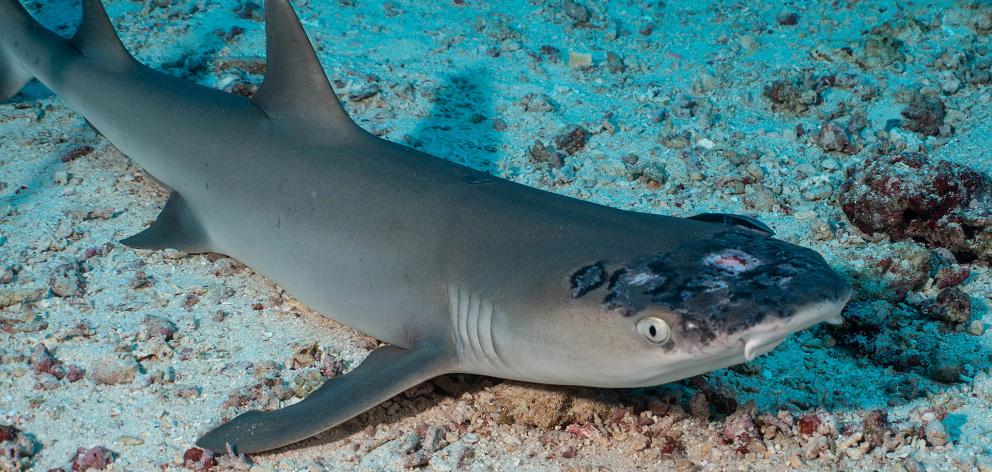 A whitetip reef shark with white spots and lesions. Photo: Jason Isley/Scubazoo via Reuters 