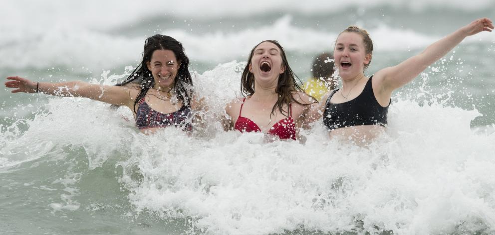Embracing the chilly ocean at St Clair Beach yesterday are marine biologists (from left) Veronica...