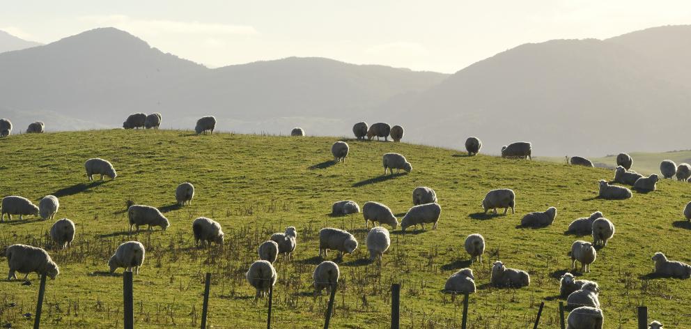 The Strong Wool Action Group is striving to increase returns to growers. Photo: Stephen Jaquiery.