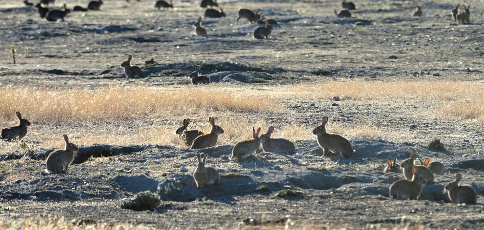The rabbit boards of the past seemed to effectively control rabbits in the region. PHOTO: STEPHEN...