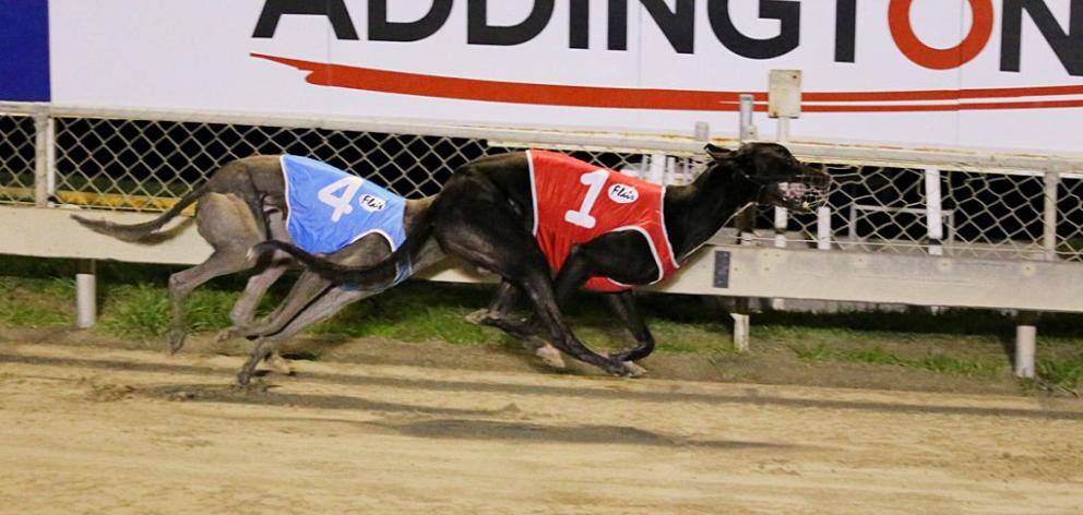 Greyhounds racing at Addington. Photo: File