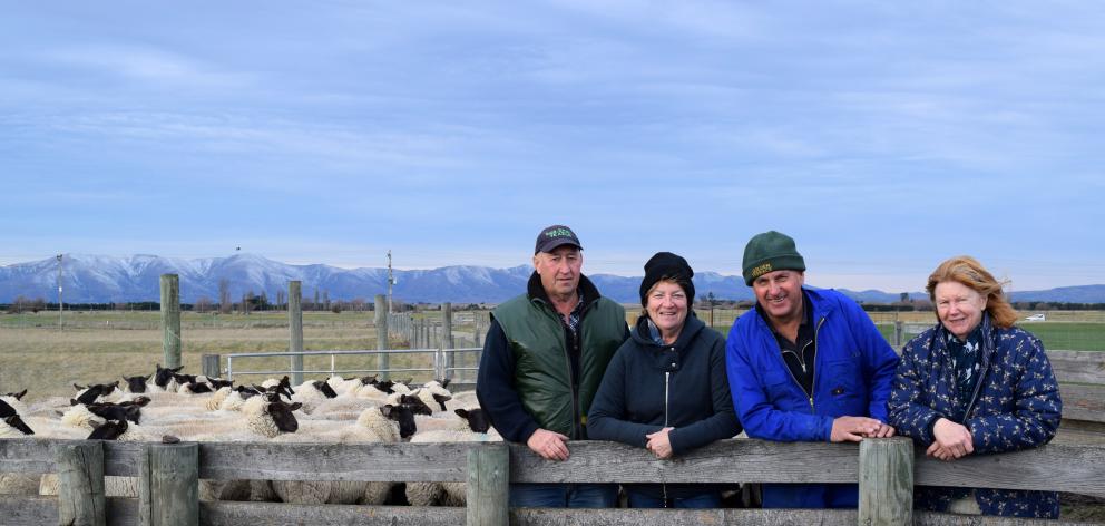 Inspecting Texel and Suffolk-Texel in-lamb hogget ewes are the new and former owners of a...