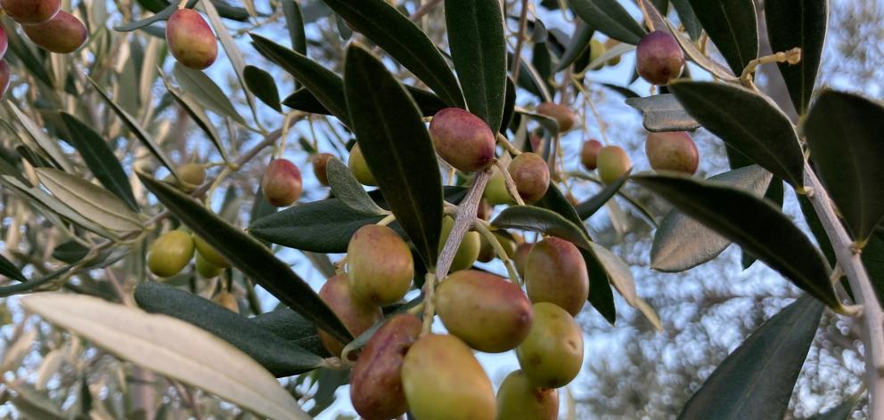 Olives for the picking at Dunford Grove, near Cromwell. Photo: Mary-Jo Tohill
