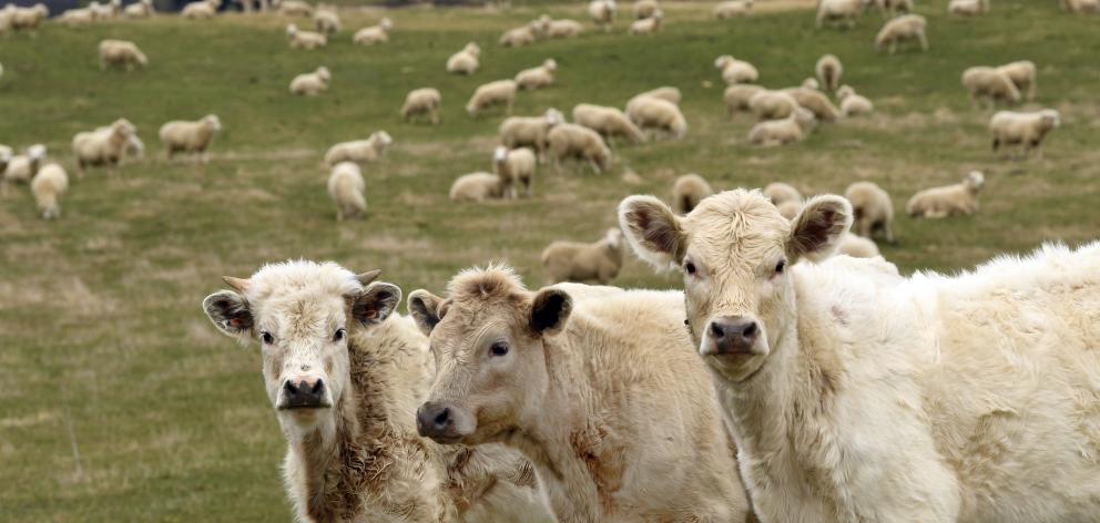 Otago and Southland have seen a lift in the number of beef cattle but a drop in the number of breeding ewes. Photo: Stephen Jaquiery