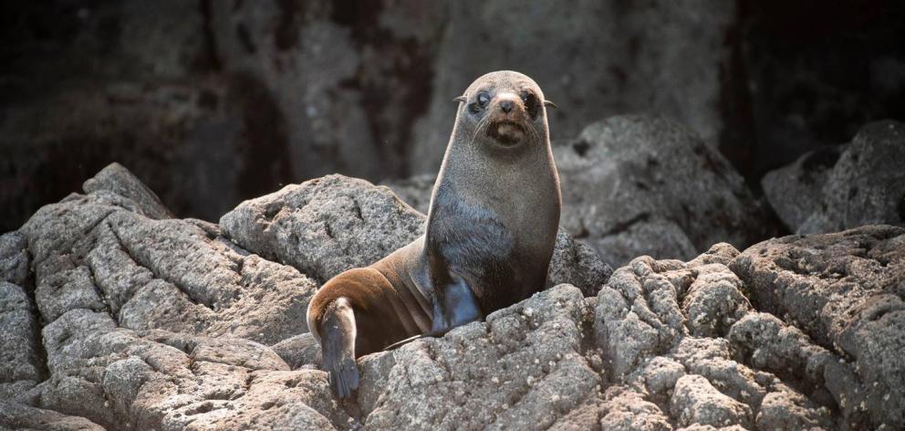 Moutohura is home to a New Zealand fur seal colony. 
