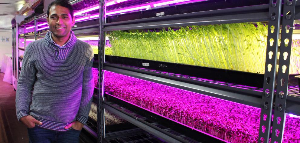 Crunchy managing director Benji Biswas at his microgreen growing business in Invercargill. Photo: Supplied