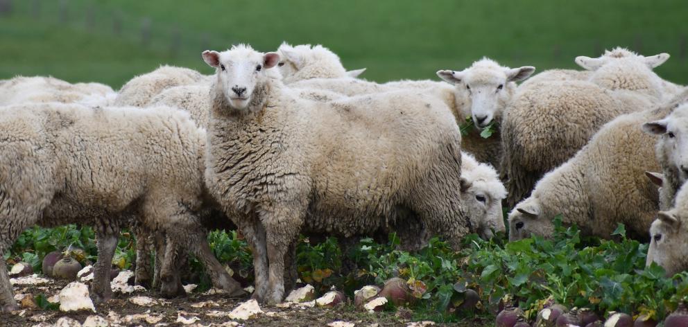 Mr Rose has some sheep on grass and others on swedes.