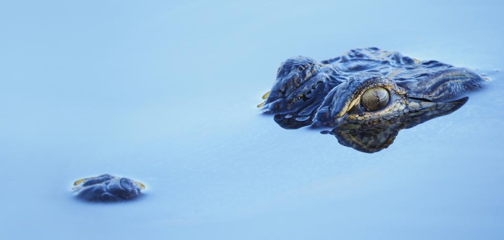 Alligators do not usually attack humans unless the food they have stashed has been displaced, as...