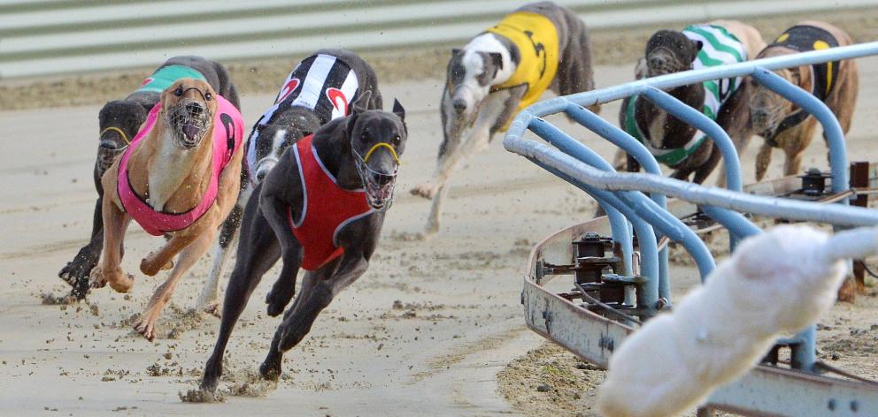 The greyhound racing industry of New South Wales has been granted one last chance to reform....