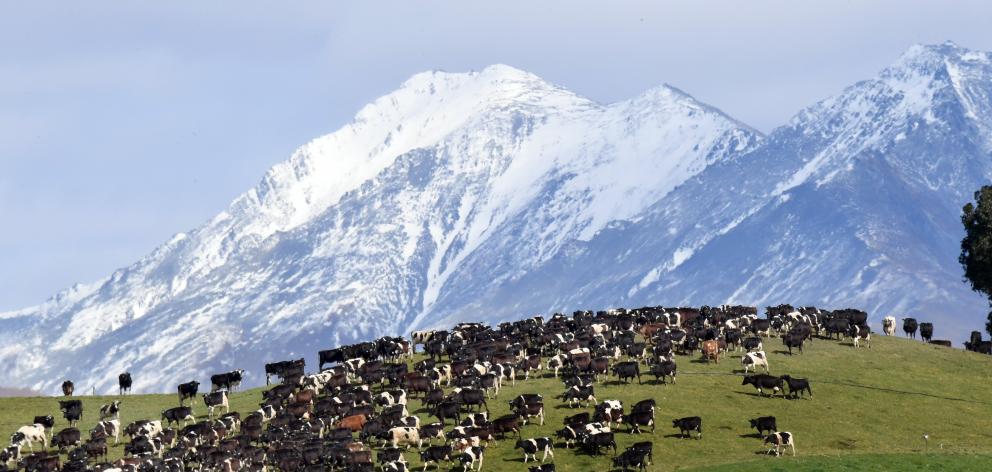 A late September fresh coating of snow gives a Swiss looking background as Mt Domett rises behind dairy cows near Duntroon. Photo: Stephen Jaquiery