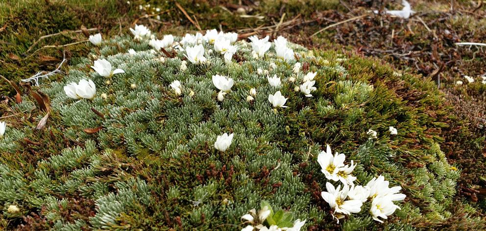 A mountain daisy. Ten different species of cushion plants grow on the tops, creating mini meadows.