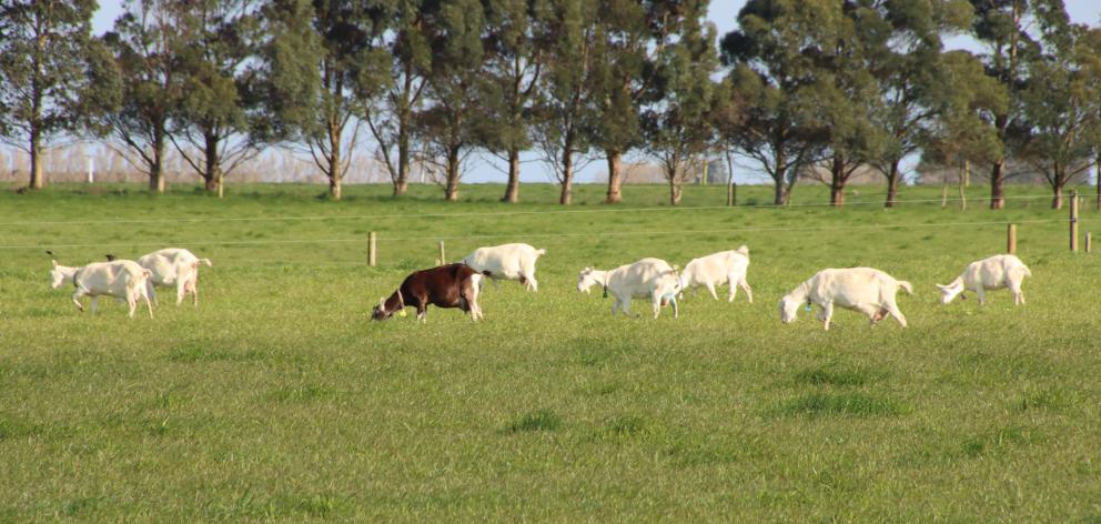 Goats browse on grass, only nibbling off the tops of the blades. Photo: Sandy Eggleston