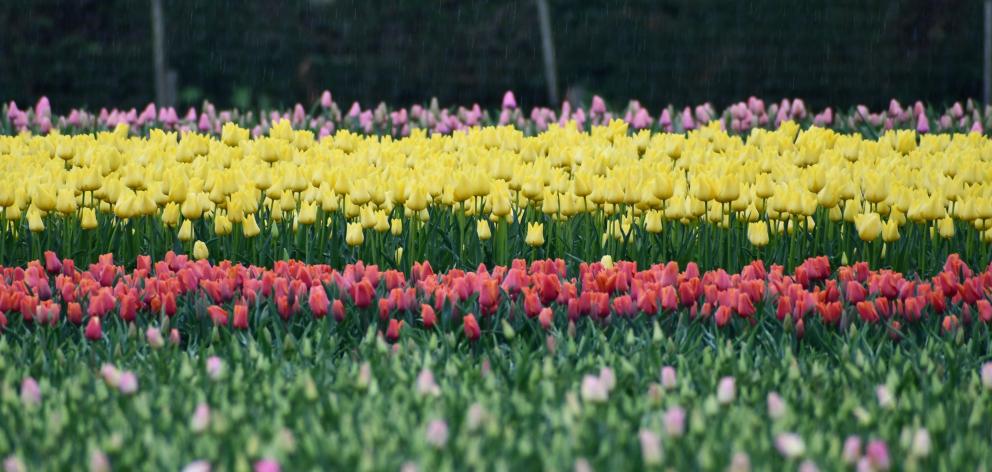 Southland's van Eeden Tulips flowers are beginning to bloom. PHOTO: LAURA SMITH