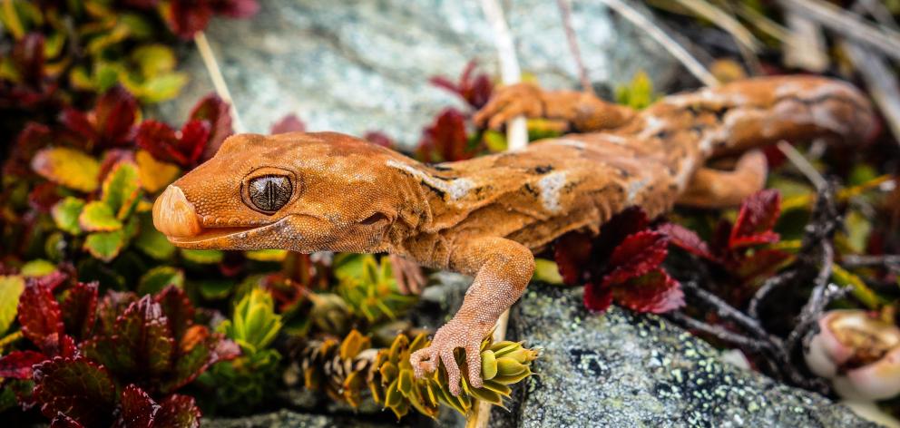 The orange spotted gecko is now only found high on Otago’s mountains. 
PHOTO: CAREY KNOX