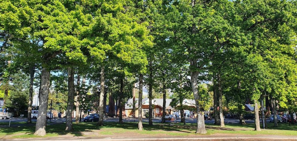 The resort town of Hanmer Village is almost hidden in established trees.PHOTO: NZME