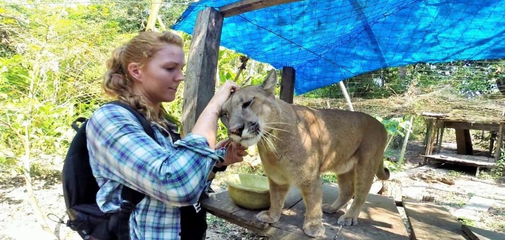 Amber Shine cares  for a puma during her time in the Amazon.PHOTO: SUPPLIED