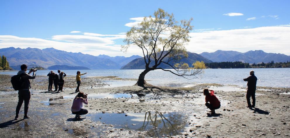 The tree in Lake Wanaka is a popular tourist attraction. Photo: Tim Miller