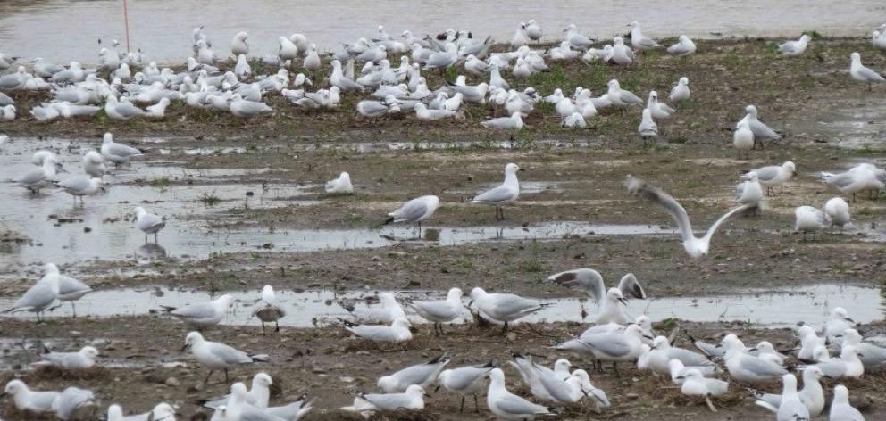 The black billed gulls took up residence at the Blakes Rd stormwater retention basin. Photo:...