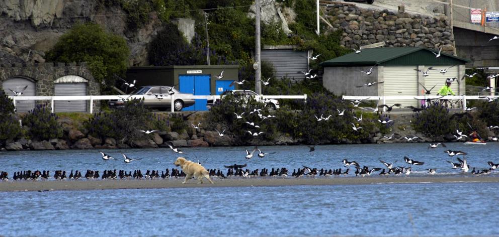 Dogs off the lead are chasing birds and killing penguins. Photo: Supplied